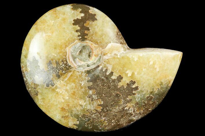 Polished, Agatized Ammonite (Cleoniceras) - Madagascar #119318